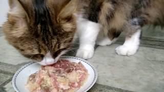 НАТУРАЛЬНОЕ ПИТАНИЕ для кошек | кошачий корм своими руками