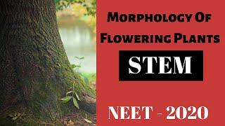 Stem | Morphology of Flowering Plants | NEET 2020