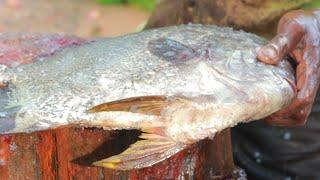 Live Fish Cutting Skills 2021 | Fish Market in sri lanka | Fresh Fish