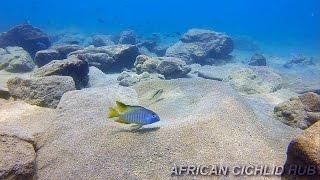 Chizumulu Island - Lake Malawi Cichlids - HD Underwater Footage