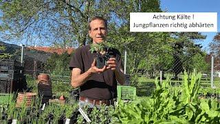 Jungpflanzen abhärten in 9 Minuten erklärt  Wie werden Tomaten & Co ideal ans Außenleben angepasst?