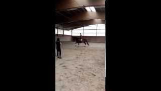 gelding 11 years 172cm VIDEO0065