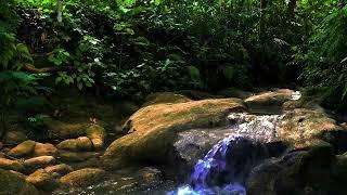 Beautiful Green Forest River | Relaxing River Sound & ASMR Water Ambience for Sleep