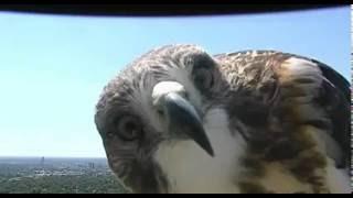 Curious hawk checks out weather cam in Lincoln, NE
