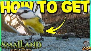 SMALLAND How To Get A BlueTit Mount - Full Guide Plus How To Access The Forbidden Monuments Zone