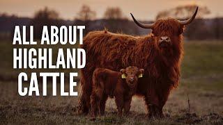 Highland Cows – Breed Profile, Facts & Care