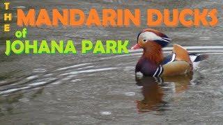 A March Through Europe (Pt. 55) - Mandarin Ducks of Johanna Park, Leipzig, Germany