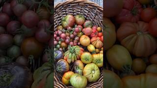 Garden harvest #garden #homegrown #growyourownfood #gardenharvest #urbanfarming #growsomefood