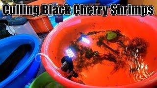 Culling Black Cherry Shrimps - Malla Pets Empire