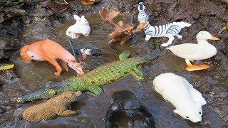 Muddy Zoo Animal Toys Getting Washed 