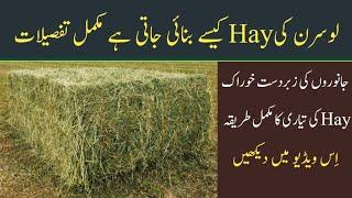 Hay making Process | A Plus Quality Alfalfa hay | Dairy Farming in Pakistan