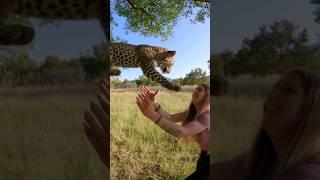 Leopard Catch  #africa #shorts