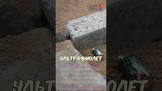 Японцы создали тараканов киборгов