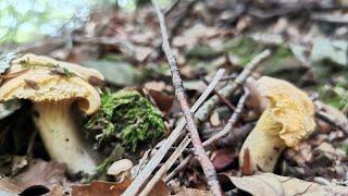 Cantharellus cibarius. (ziza hori, rebozuelo... ) en Navarra. (2021/07/16)