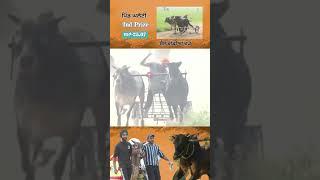 #bull top dii rase haryana vs Punjab Bull Race 