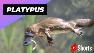 Platypus  A Cute Animal That Can Actually Kill You #shorts