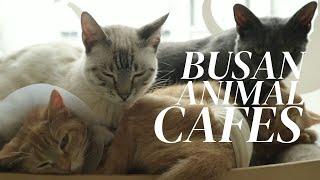 Wild Encounters: Experiencing the Best of Busan's Animal Cafes