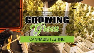 How To Know When Your Cannabis Is Ready To Harvest | Growing Green