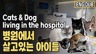 [Eng Dub] The story of the cats at the animal hospital