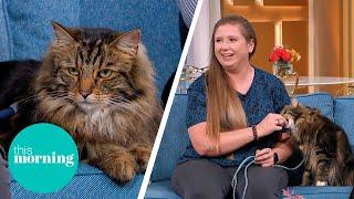 Should Cats Be Taken For Walks on a Lead? | This Morning