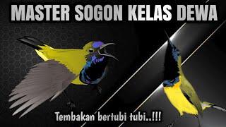 VIRAL MASTER SOGON SUPER MEWAH|| Paling di cari di dunia‼️