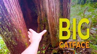 Big Catface Cedar | Double-Up on the PowerWedge’s