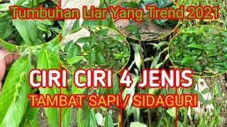 CIRI PERBEDAAN 4 JENIS TANAMAN VIRAL TAMBAT SAPI || BONSAI TANAMAN LIAR SIDAGURI