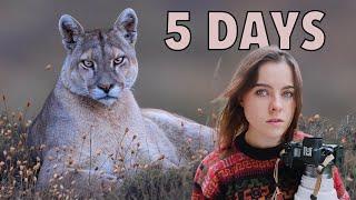 WALKING WITH WILD PUMAS: 5 Days Tracking Pumas in Patagonia