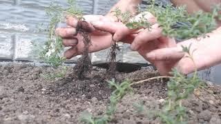 Landscaping for Lavender Plants; Lavender Companions