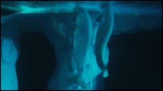 Beluga Whales (Delphinapterus leucas)