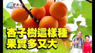 杏子樹這樣種，果實多又大！