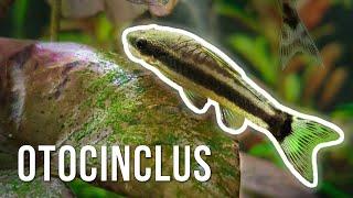 Otocinclus Catfish – Best Algae-Eating Nano Fish?