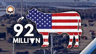 Farmers in the US Raise The Best Beef Cattle in the World - American Farming