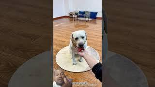 #kutta cigaret piega kya#