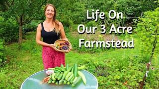 Enjoying Self Sufficient Living in Summer - 3 Acres Of Permaculture Inspired Gardens - Vlog 26