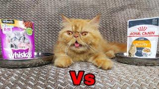 Persian cat | Royal canine cat food Vs Whiskas food |Doll face Persian cat | home made cat (2022)