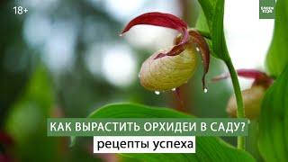 Как выращивать орхидеи - венерин башмачок. Простые секреты
