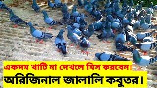 জালালি কবুতর। অরিজিনাল জালালি কবুতর দেখুন। Jalali Kobutor |কবুতর পালন | Jalali Pigeon | বুনো কবুতর#