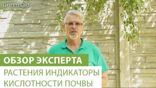 Растения индикаторы кислотности почвы