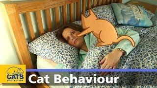  Cats and night-time waking | Cats Protection behaviour guides