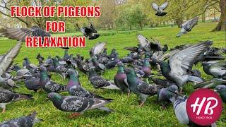 Nature for Relaxation - Flock of Pigeons