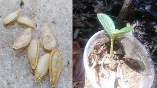 PAANO MAGTANIM NG KALABASA || HOW TO GROW SQUASH FROM SEED (PART 1)