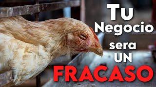 ¿Por Qué el 90% de los Negocios de Gallinas Ponedoras FRACASAN?