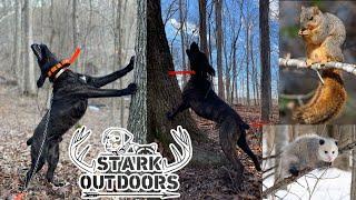 Mountain Cur Squirrel Dog Training Bud and Stubbs