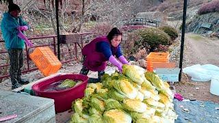 김장김치 맛깔나게 담그기 1편! 전라도 김장엔 재료부터 달라요 ~