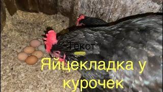 Наши курочки несутся как из пулемета. Посмотрите обзор и поймете ЭТО….