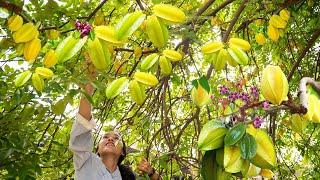 Harvesting Starfruit & Selling at the Market | Linh Đan's Daily Farm Life