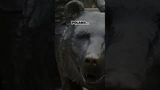 Wojtek WW2  #wojtekbear #poland #polandball #edit #bear #ww2 #history #geography