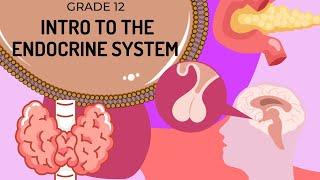 INTRO to ENDOCRINE SYSTEM (UPDATED) | EASY to UNDERSTAND