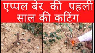 Apple ber pruning | एप्पल बेर के पौधों की पहली साल की कटिंग | apple ber ki cutting kab kare